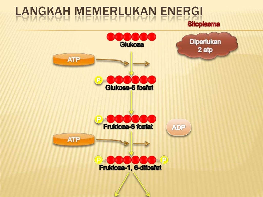 Aerob Dan Anaerob